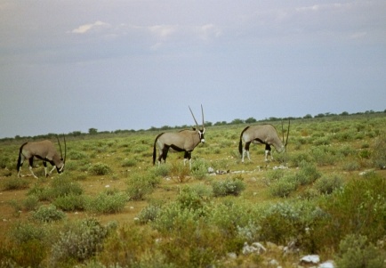 58-Namibia-2003