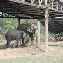 Elefanten Aufzuchstation