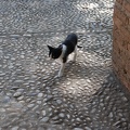 Alhambra-Katzen 5