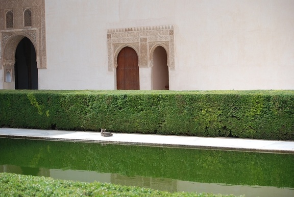 Alhambra-Katzen 8