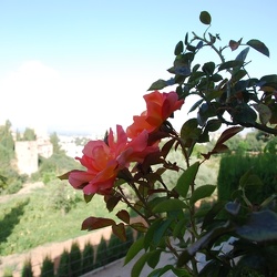 Alhambra Pflanzen