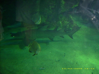 Sydney Aquarium40