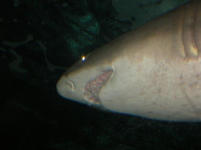 Sydney Aquarium47