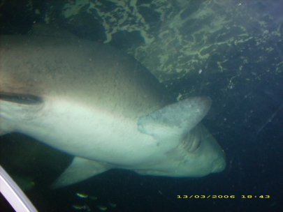 Sydney Aquarium48