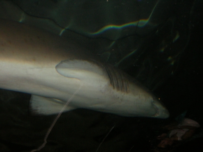 Sydney Aquarium49