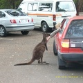 Flinders Chase NP023