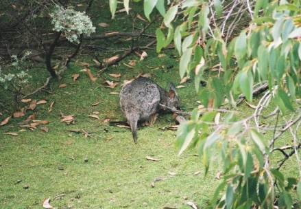 Flinders Chase NP040