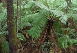 Great Ocean Road043