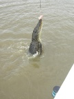 Jumping Crocodile Cruise26