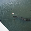 Jumping Crocodile Cruise55