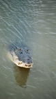 Jumping Crocodile Cruise77