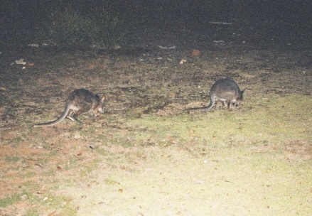 Kangaroo Island35