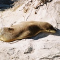 Seal Bay25