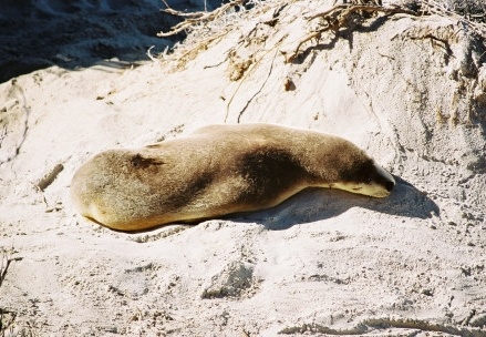 Seal Bay26