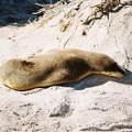 Seal Bay26