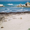 Seal Bay29