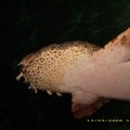 Sydney Aquarium25