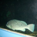 Sydney Aquarium27