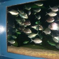 Sydney Aquarium28