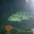 Sydney Aquarium33
