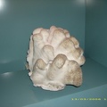 Sydney Aquarium35