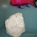 Sydney Aquarium37