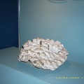 Sydney Aquarium38