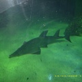 Sydney Aquarium41