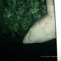 Sydney Aquarium43