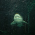 Sydney Aquarium45