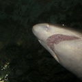 Sydney Aquarium46
