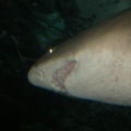 Sydney Aquarium47