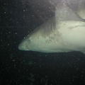 Sydney Aquarium50