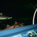 Sydney Aquarium51