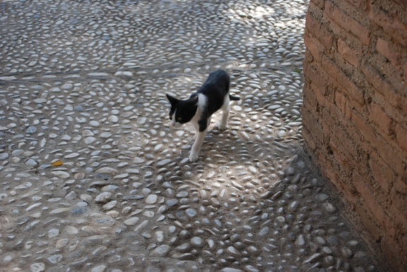 Alhambra-Katzen 5