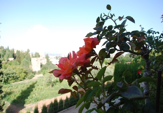 Alhambra-Pflanzen 01