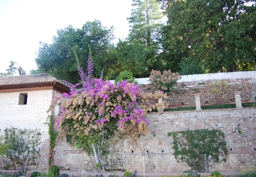 Alhambra-Pflanzen 10