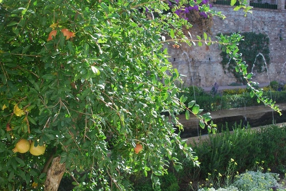 Alhambra-Pflanzen 12