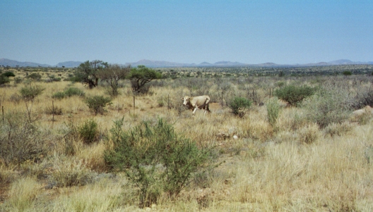 04-Namibia-2003.jpg