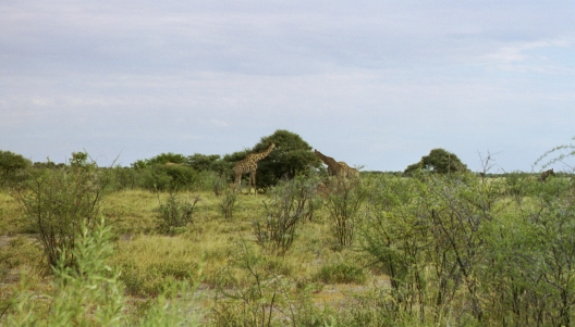 54-Namibia-2003.jpg