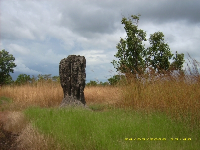 Kakadu NP148