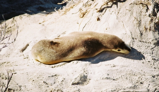 Seal Bay20
