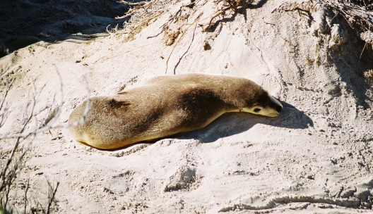 Seal Bay25