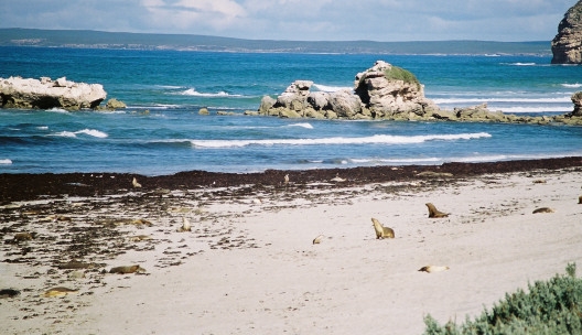 Seal Bay31