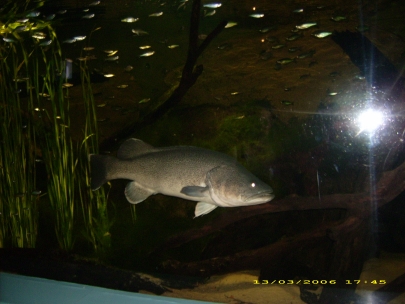 Sydney Aquarium01