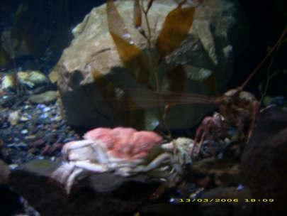 Sydney Aquarium19