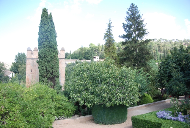 Alhambra-Pflanzen 36